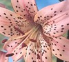 Tiger Rose Tiger Lily