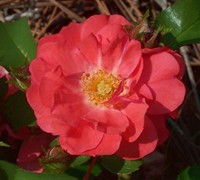 Coral Drift Rose Picture
