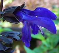 Black And Blue Salvia Picture