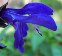 Black And Blue Salvia Picture