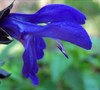 Black And Blue Salvia