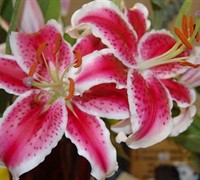 Star Gazer Lily Picture