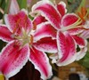 Star Gazer Lily
