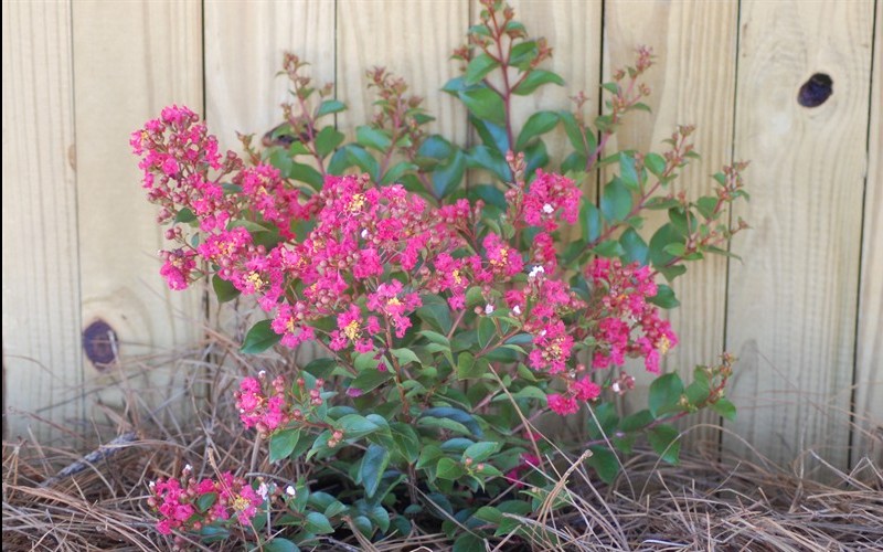 Strawberry Dazzle Crape Myrtle Picture