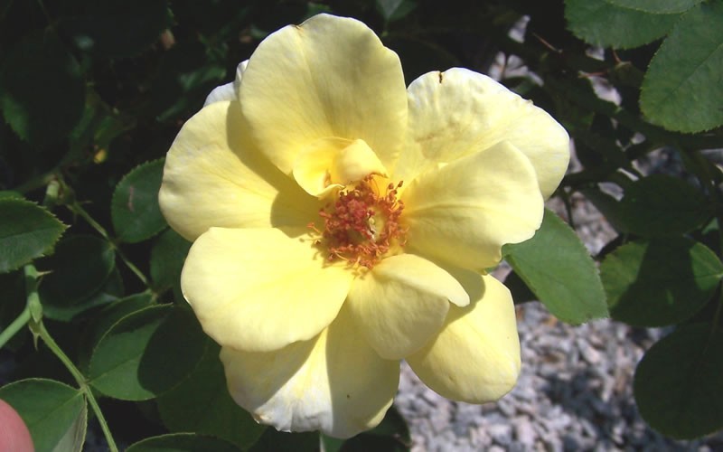 Sunny Knock Out Rose Picture