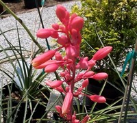 Red Yucca Picture
