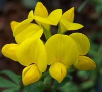 Double Flowered Bird's Foot Trefoil Picture