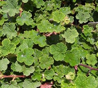 Creeping Raspberry Picture