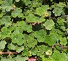 Creeping Raspberry Picture