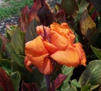 Tropicana Canna Lily Picture