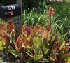 Tropicana Canna Lily