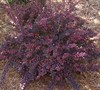 Rose Glow Barberry