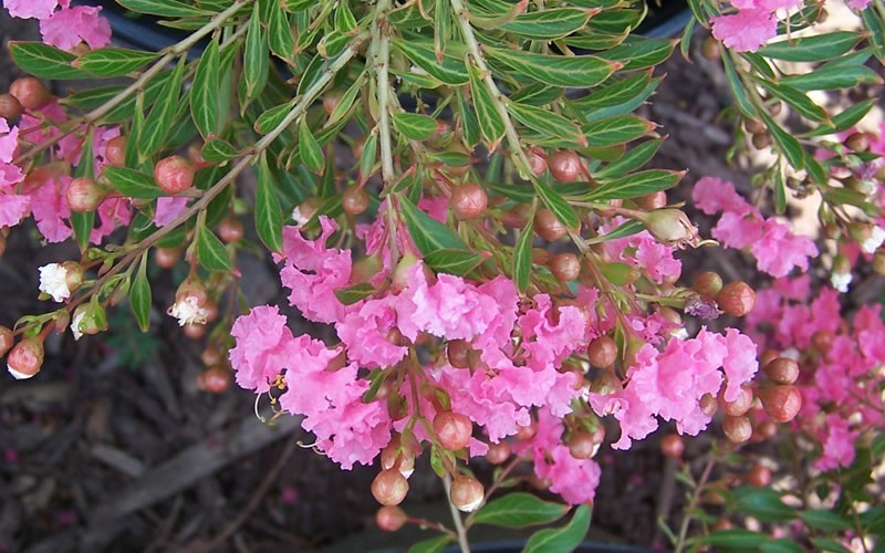 Sweetheart Dazzle Crape Myrtle Picture
