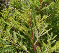 Bald Cypress Tree Picture