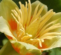 Tulip Poplar Picture