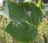 Tulip Poplar