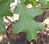Cherry Bark Oak Picture