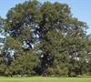 Cherry Bark Oak