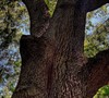 Cherry Bark Oak Picture