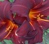 Chicago Blackout Daylily