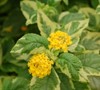 Samantha Lantana