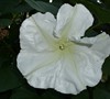 Moon Flower