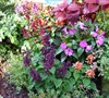 My corner garden