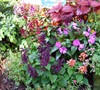Corner Garden