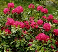 Nova Zembla Rhododendron Picture