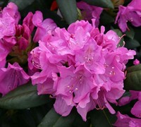 Roseum Elegans Rhododendron Picture