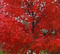 Autumn Blaze Maple Picture