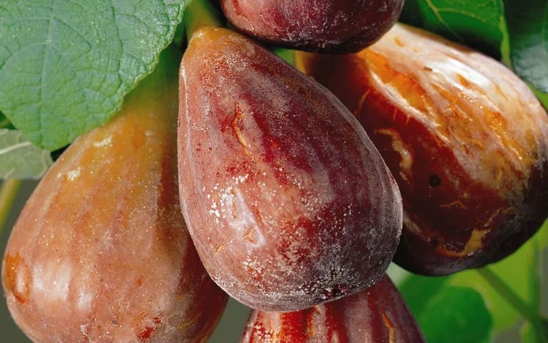 Brown Turkey Fig Picture