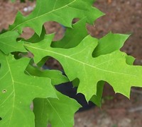 Nuttall Oak Tree Picture