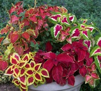 Wizard Mix Coleus Picture