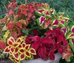 Wizard Mix Coleus
