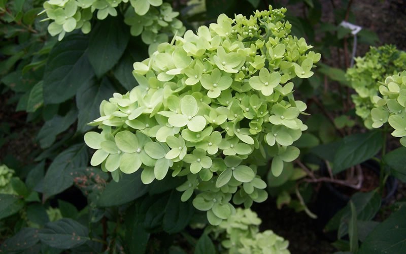 Limelight Hydrangea Picture  Gardenality