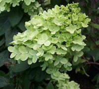 Limelight Hydrangea Picture