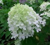 Little Lime Hydrangea