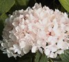 Endless Summer Blushing Bride Hydrangea