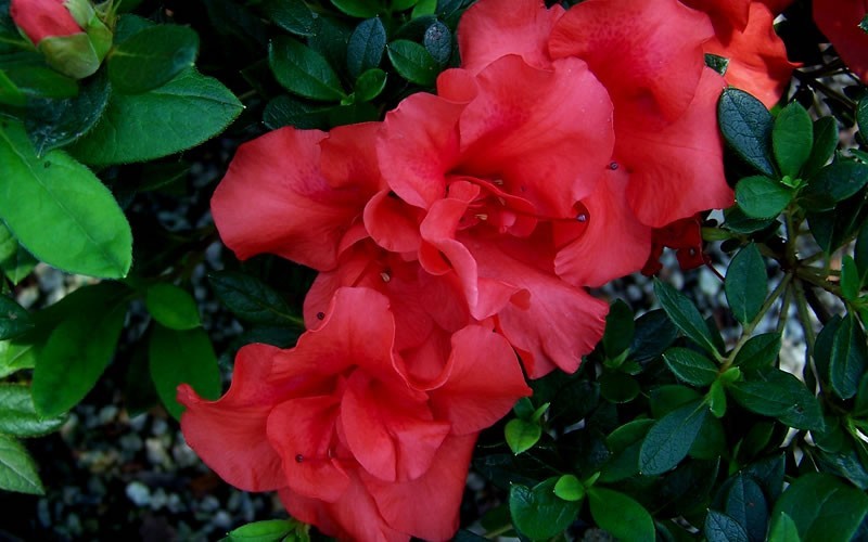 Autumn Embers Encore Azalea Picture