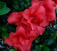 Autumn Embers Encore Azalea Picture