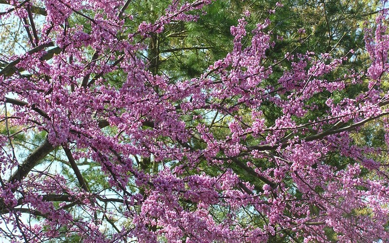 Forest Pansy Redbud Picture