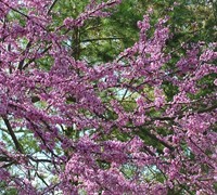 Forest Pansy Redbud Picture