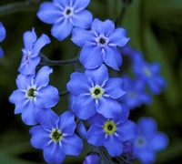 Forget Me Not Picture