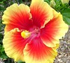 Anderson Yellow And Red Tropical Hibiscus