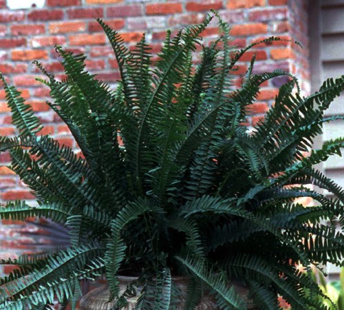 Picture of Kimberly Queen Fern