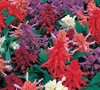 Sizzler Mix Salvia