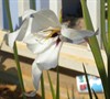 Abyssinian Glad, Gladiolus Callianthus