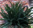 Picture of Kimberly Queen Fern