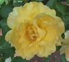 Julia Childs Rose Picture